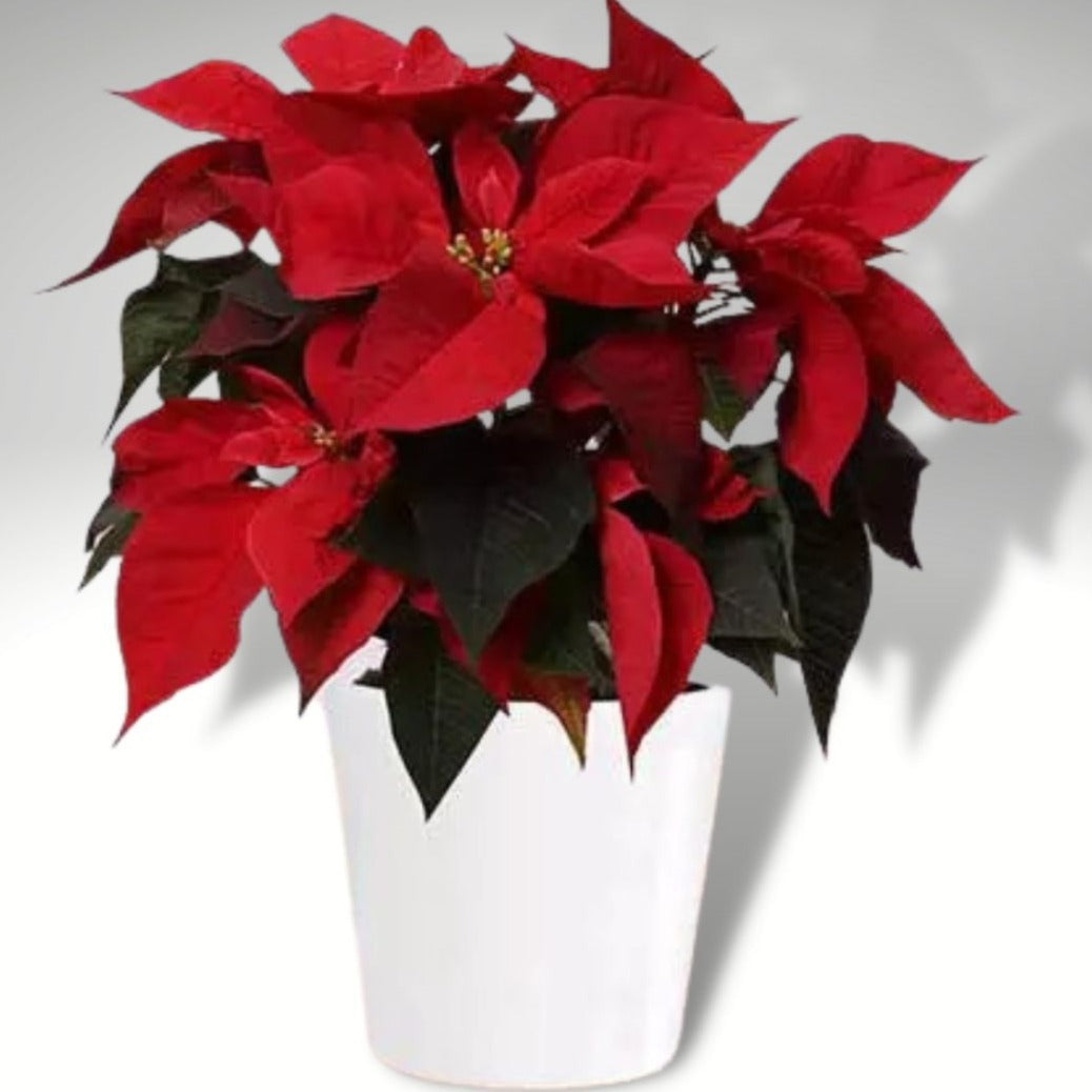 Plant Christmas Special Poinsettia - mabrook.me