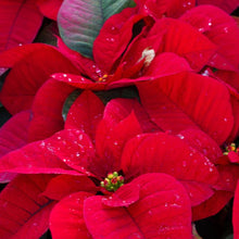 Load image into Gallery viewer, Plant Christmas Special Poinsettia - mabrook.me
