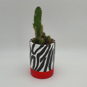 Plant Zebra Print, Red Base Terracotta Pot with a Succulent Plant - mabrook.me