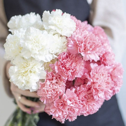 Flowers White and Pink Carnations - mabrook.me