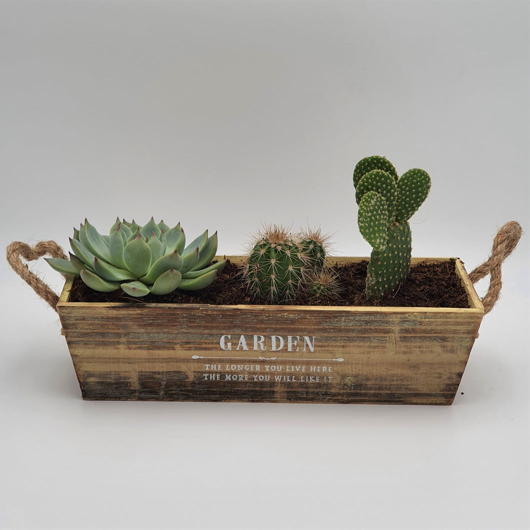 Plant Succulents in a Wooden Planter - mabrook.me